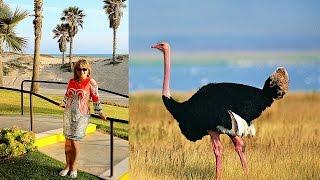 США  САНТА БАРБАРА по КАЛИФОРНИИ. CALIFORNIA