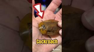 Is This Dangerous Roach? #shorts #cockroach #insects #thebugbusterman