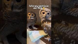 Bibib Family Dulu vs Sekarang #burunghantu #owl #animal #funnyanimal #funnyvideo #pets