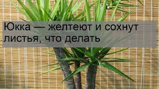 Юкка — желтеют и сохнут листья, что делать