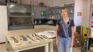 Fossil Preparation - Geology Gallery