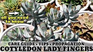 135 COTYLEDON ORBICULATA OOPHYLLA LADY FINGERS SUCCULENT CARE GUIDE || Succulent Care Tips 다육식물 多肉植物