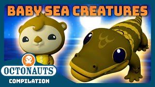 @Octonauts -  Cutest Baby Sea Creatures  | 2 Hours+ Full Episodes Marathon | Explore the Ocean