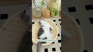 Rattan cat hammock #cat #bestpetsupplies #catcare