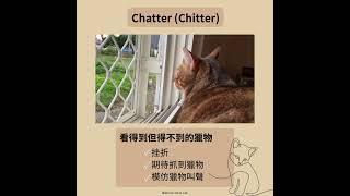 Cat chatter