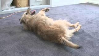 Pet proof carpet installation | The Home Team and Godfrey Hirst