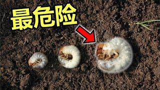 10种摧毁你后院的害虫 10 Pests That Can Destroy Your Garden