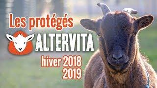 Les Protégés d'Altervita #2 Hiver 2018 - 2019