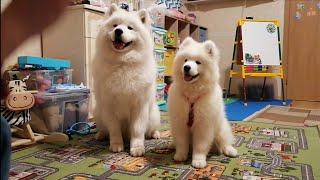 Щенок Самоеда, 3.5 мес. Обучение командам. Папа Акил помогает)) || Samoyed Puppy Training, 3.5months