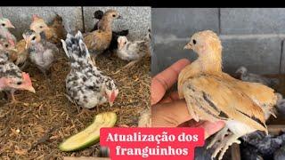 Chick/chicken care | Farm of the garnizés