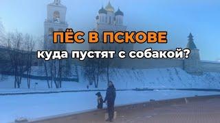 Поездка в Псков с собакой на машине | Посещение dog friendly кафе | Встреча с друзьями