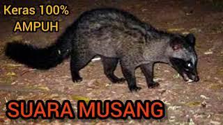 SUARA MUSANG || Cocok untuk pikat