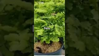 adianthum capillius fern ️#plants #shorts #ferns #trending #garden #nature #gardenplants #happy #my