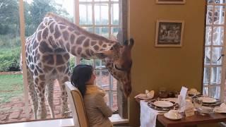 Nairobi, Kenya - Giraffe Manor - morning with the Giraffes 2018 Jan. 21