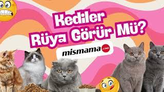 Kediler Rüya Görür mü? Bilimsel Gerçekler ve Şaşırtıcı Detaylar!