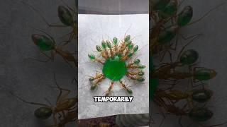 When ants drinking liquid candy