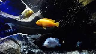 The Cichlid Show - DAY 260 - Early Morning Feeding