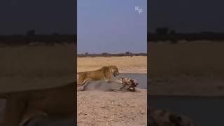 The Fierce Battle at the Waterhole: A Lioness Faces Off Against a Pack of Wild Dogs