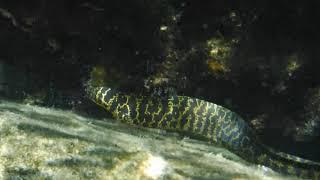 Tiger Eel seen on Mermaid Adventures Tour St. Croix