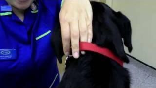 Veterinary Advice - How to administer a spot on treatment on your pet