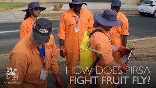 How Does PIRSA Fight Fruit Fly?