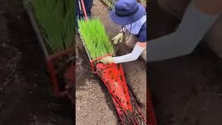 Using a paper pot transplanter can help farmers save a lot of work for transplanting.  #shorts