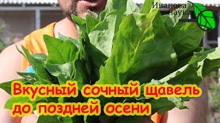 КАК ВЫРАСТИТЬ ВКУСНЫЙ СОЧНЫЙ ЩАВЕЛЬ. Без дырок, без болезней, без пятен.