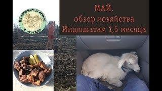 Индюшатам 1,5 месяца. У нас пополнение!