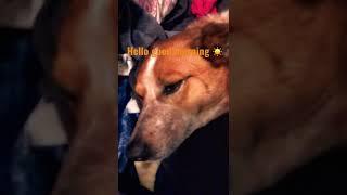 Talking dog!!!!!!! ‍