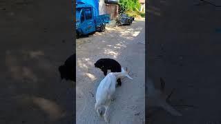 Goat and dog love##animal #nature #pets #farming #dog #goat #trending