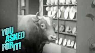 A Real Bull in a China Shop! | You Asked For It