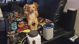 Alexa vs Google Home Episode 1 - Testing, testing....is this thing on?