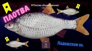 Русская рыбалка 4 (РР4) Ладожское оз. ПЛОТВА Lake Ladoga Roach