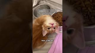 #57 Funny Cat videos  #meowing #memes #cute