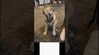 Most Aggressive Turkish Kangal dog transformation  #shorts #jaishreeram  (2m)+