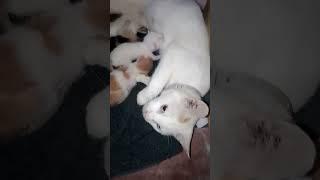 my Ketty cat feed her new Born baby's #short #shortvideo