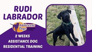 Rudi the Labrador Puppy | 2 Weeks Assistance Dog Residential Training