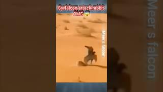 (the best) gyrfalcon vs rabbit