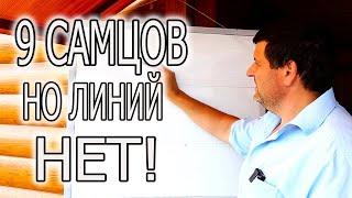 ЛИНИЯ В КРОЛИКОВОДСТВЕ! КАК РАБОТАЮ Я.