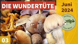 DIE WUNDERTÜTE | PFIFFERLINGE & PERLPILZE | SELTENE PILZE | Pilzesammeln im Juni 2024 | EP03