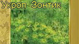 Укроп Зонтик (Zontik). Краткий обзор: Укроп Зонтик описание характеристик, где купить семена