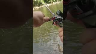 Catfish hits Spinnerbait and JUMPS! #shorts #fishing