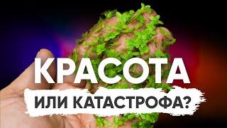 Бесплатный корм, идеальное плавающее растение или катастрофа?  Ряска в аквариуме