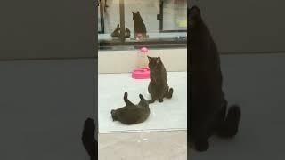 Чаузи Марта на страже личной жизни с камышовым котом Вульфом |Chausie Martha protects her personal