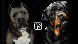 Pitbull vs Rottweiler | COMPARISON |