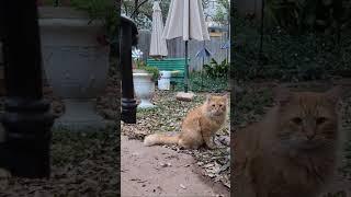 Not my #cat stops by for a visit #orangefloof
