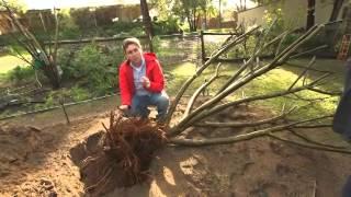 The Garden Gurus - Fig Tree Replanting