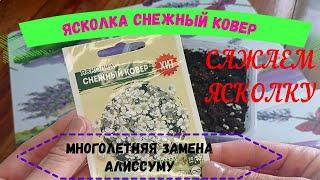 #ясколка САЖАЕМ ЯСКОЛКУ! #посадка #изсемян #сад #цветыизсемян #ясколкаизсемян#сажаем