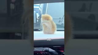 Munchkin cat #foryou #funny #animals #cat #youtubeshorts  #shorts