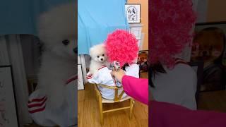 Nico:I’m the king of guns!#nico #smartnico #funny #dog #puppy